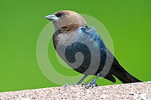 Brown-headed Cowbird