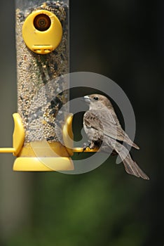 Brown-headed Cowbird