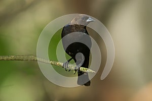 Brown Headed Cowbird