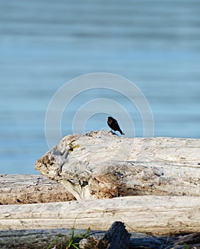 Portrait of brown headed cowbird photo