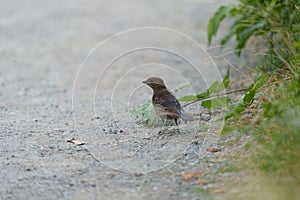 Brown headed cowbird feeding on the ground