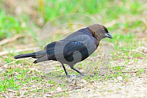 Brown-headed cowbird in the grass near the Minnesota River in the Minnesota River National Wildlife Refuge