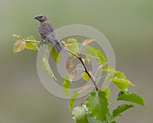 A Brown Headed Cowbird in a Pear Tree