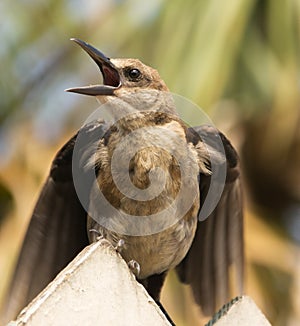 Brown Headed Cowbird Squawking