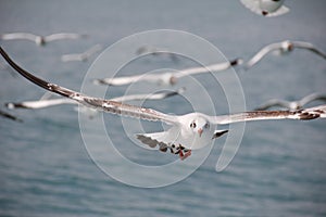 Brown-headed Gull