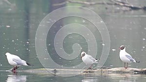 Brown-headed Gull