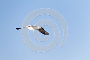 Brown-headed gull (Chroicocephalus brunnicephalus) at Inle lake, Myanm
