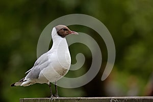 Brown-headed Gull - Chroicocephalus brunnicephalus