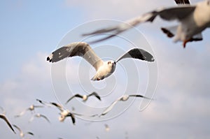 Brown headed Gull on flying.