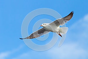 Brown headed Gull flying (Larus brunnicecephalus)