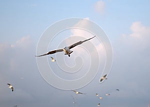 Brown headed Gull on flying.(Larus brunnicecephalus)