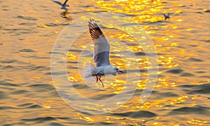Brown headed Gull flying