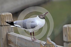 Brown-headed Gull