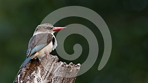 Brown headed kingfisher on log in Chobe River