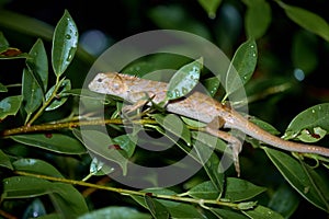 Brown headed lizard chameleon in Thailand, Asia, resting on tree. Red headed Lizard. Horizontal photograph