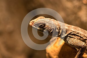 Brown-headed Lizard is a species of Chameleon native of India in