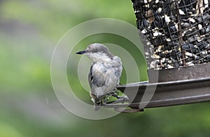 Brown Headed Nuthatch bird at bird feeder