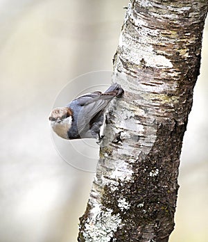 Brown Headed Nuthatch bird on Black Cherry tree limb, Clarke County Georgia birding photography