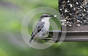 Brown Headed Nuthatch bird eating seed