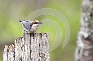 Brown Headed Nuthatch bird on fence post carrying a seed, Clarke County Georgia birding photography