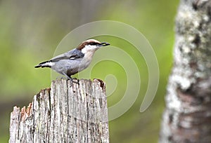 Brown Headed Nuthatch bird on fence post carrying a seed, Clarke County Georgia birding photography