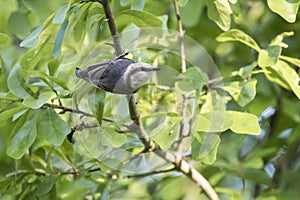 Brown Headed Nuthatch bird in a Water Oak Tree, Georgia