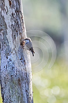 Brown-headed Nuthatch escavating a nesting cavity at Skidaway Island State Park, GA