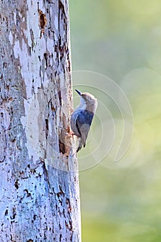 Brown-headed Nuthatch escavating a nesting cavity at Skidaway Island State Park, GA