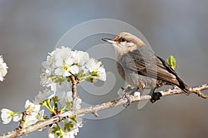 Brown-headed Nuthatch