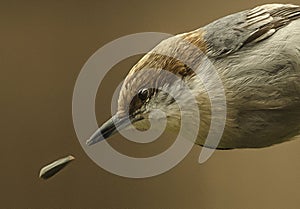 Brown-headed Nuthatch in Pursuit of a Seed