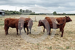 Brown healthy Cows