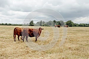 Brown healthy Cows