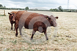 Brown healthy Cows