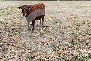 Brown healthy Cows