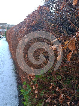 brown hedge with water drops and eyeline moving downwards photo