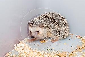 Brown Hedgehog in Plastic Bucket Corner [Atelerix frontalis]