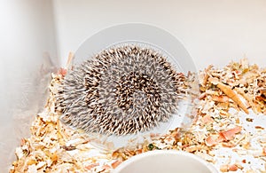 Brown Hedgehogs in Corner of Plastic Bucket [Atelerix frontalis]
