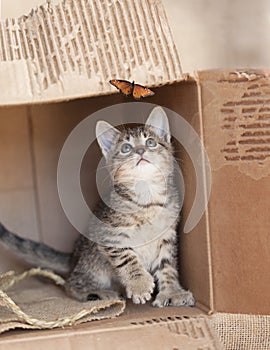 Brown HEMINGWAY  tabby kitten sitting alone in a cardboard box.