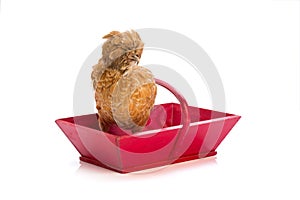 Brown hen on basket