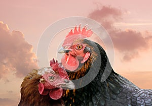 Brown hen and brown rooster. Chicken, poultry. Farm animals. Fowl outdoors. Free range chickens. Chicken breeds