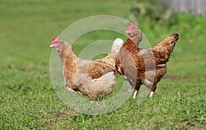 Brown hen. chicken farm. Homemade poultry. Rustic look.