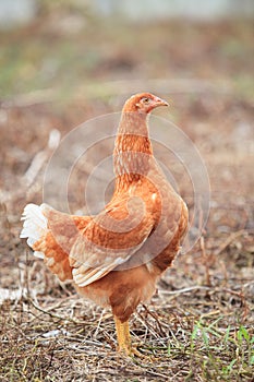 Brown hen chicken standing in field use for farm animals, livest