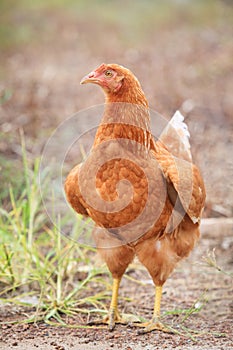 Brown hen chicken standing in field use for farm animals, livest