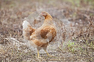 Brown hen chicken standing in field use for farm animals, livest