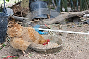 Brown hen eating rice mixed feed