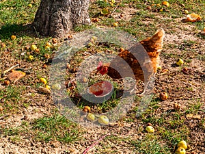 A brown hen eats a watermelon in an apple orchard.