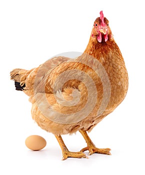 Brown hen with egg.