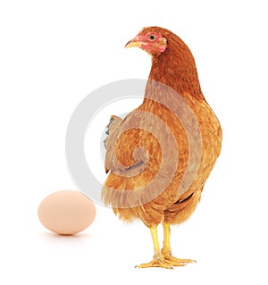 Brown hen with egg