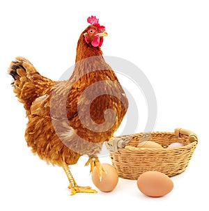 Brown hen and eggs isolated