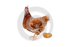 Brown hen with eggs isolated on white background, Chicken isolated on white